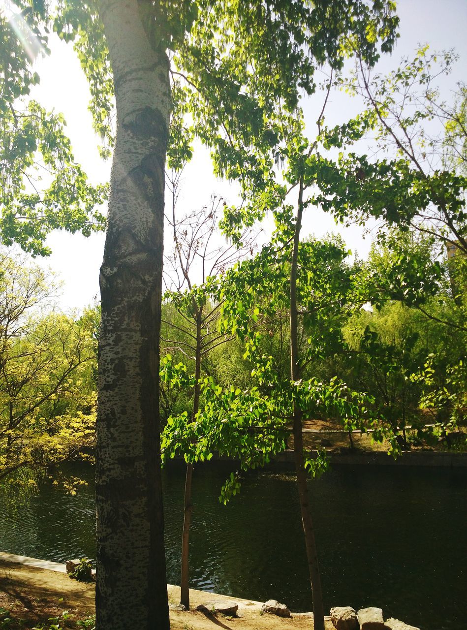 tree, growth, branch, tranquility, nature, tree trunk, green color, beauty in nature, tranquil scene, sky, plant, fence, growing, day, scenics, outdoors, no people, sunlight, railing, built structure