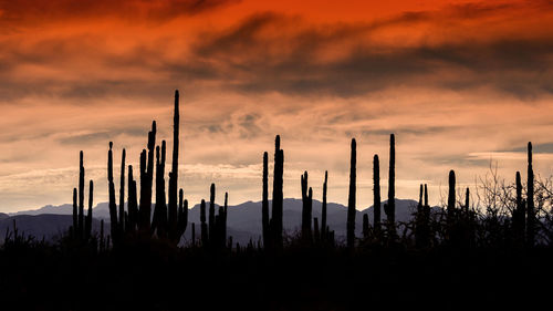 Silhouette cactus plants against dramatic sky during sunset