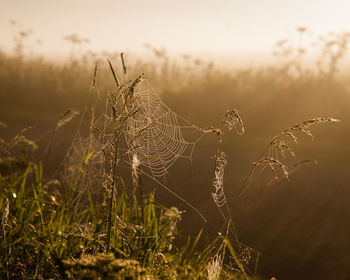 Close-up of spider web on plant at field