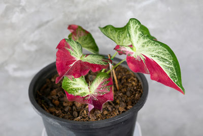 Close-up of potted plant