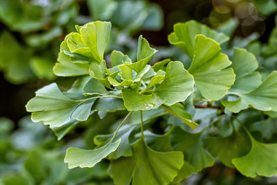 Close-up of green leaves on plant