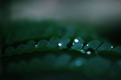 Close-up of water drops on leaf