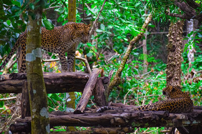 View of jaguar cats looking at each other on tree trunk