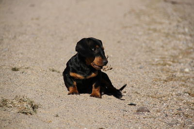 High angle view of dog on sand