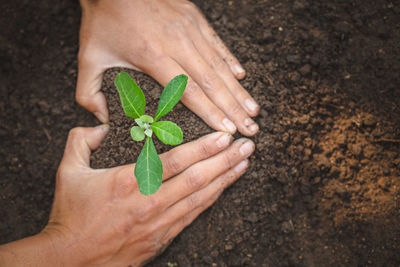 Cropped hand of person holding plant