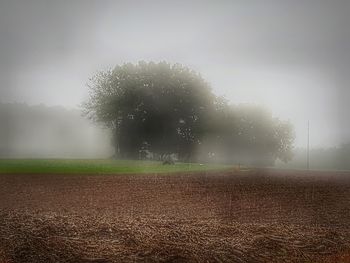 Surface level of trees on field against sky