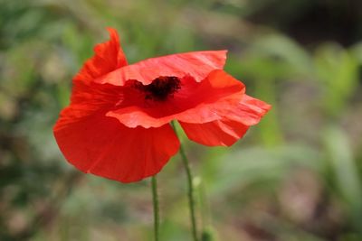 Close-up of red poppy