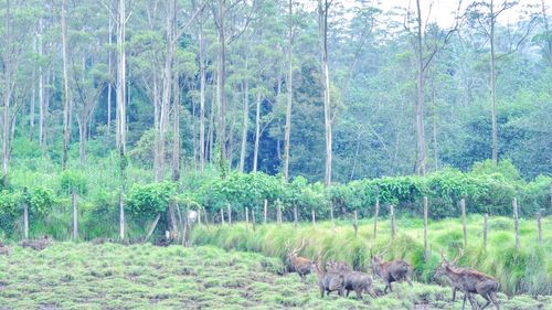 Trees in forest