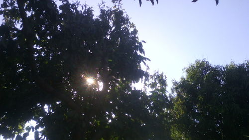 Low angle view of trees against sky