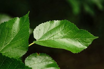 Close-up of leaf