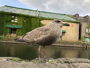 Bird on otaru canal