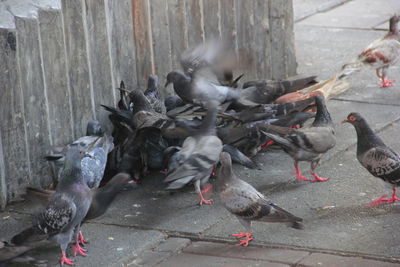 High angle view of pigeons feeding on footpath