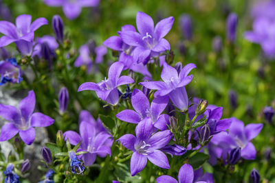 Close-up of purple flowering plants in park