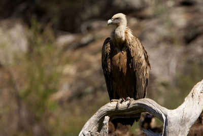 Close-up of bird perching on branch