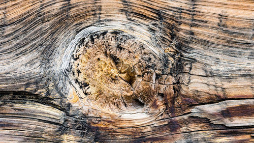 Full frame shot of tree trunk