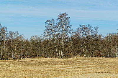 Trees growing on field against sky