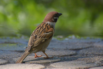 Close-up of bird perching on land