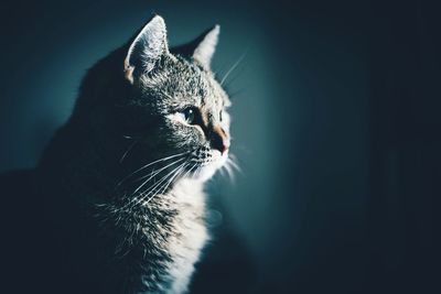 Close-up of a cat looking away