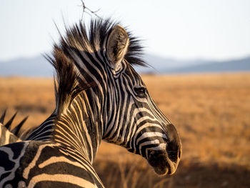 Close-up portrait of zebra on field against sky