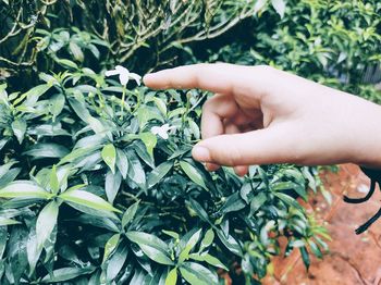 Midsection of person touching leaves