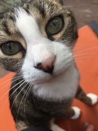 Close-up portrait of cat