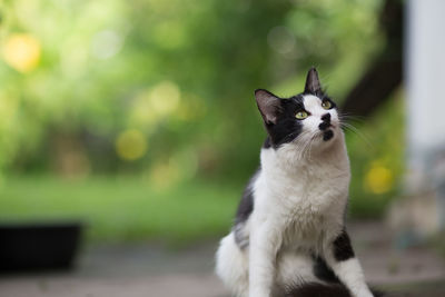 Close-up of cat outdoors