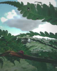 Close-up of leaves against sky