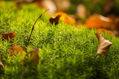 Close-up of plant growing on grassy field