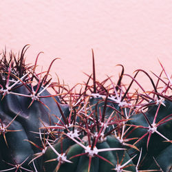 Close-up of cactus plant