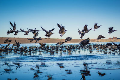 Canada geese on river against clear sky