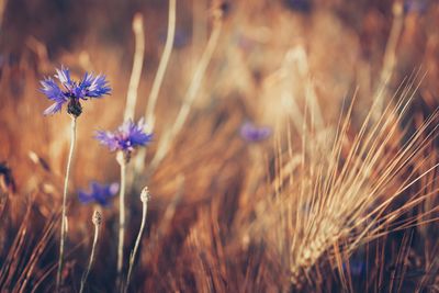 Close-up of purple corn flower on field