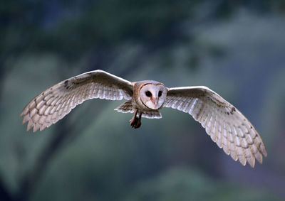 Close-up of eagle flying