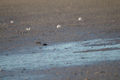 Close-up of crab on sand
