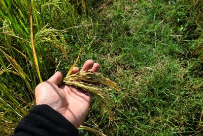 Close-up of hand holding plant