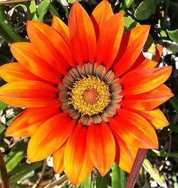 Close-up of red flower