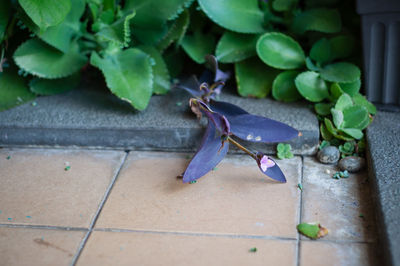 Close-up of insect on plant