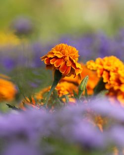 Close-up of purple flowers blooming outdoors