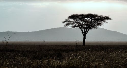 Tree on field against sky