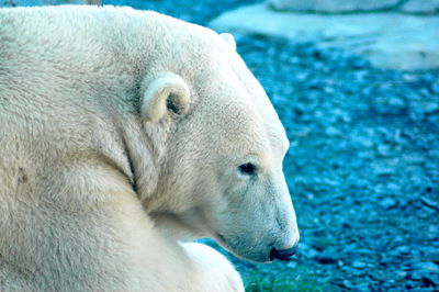 Close-up of white bear