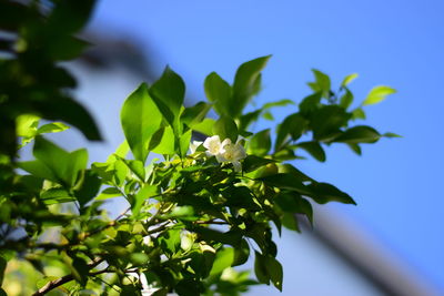 Close-up of green plant against sky