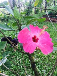 Close-up of pink flower blooming outdoors