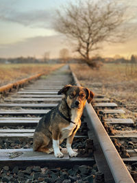 Dog sitting on railroad track