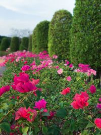 Close-up of pink flowers blooming in park