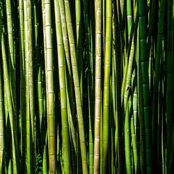 Bamboos growing on field