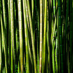 Full frame shot of green plants