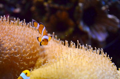 Close-up of clown fishes moving on coral
