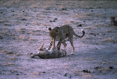 Playful cheetah on field during sunset