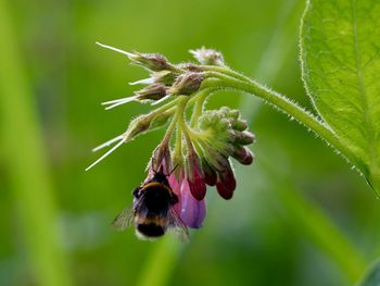 Close-up of bee pollinating on flower