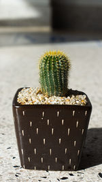 Close-up of succulent plant on table