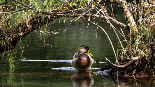 Duck swimming in lake